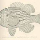 Image of Bantam Sunfish