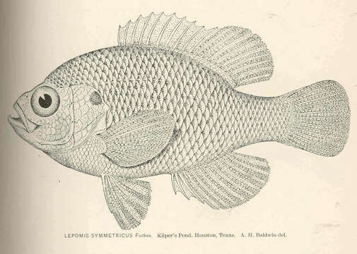 Image of Lepomis