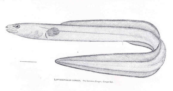 Image of Leptocephalus