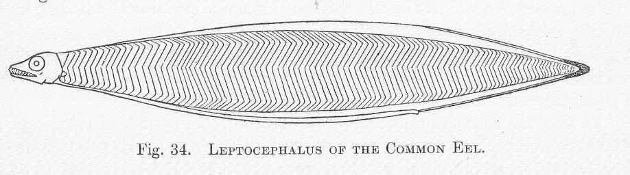 Image of Leptocephalus