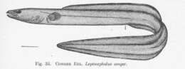 Image of Conger eel