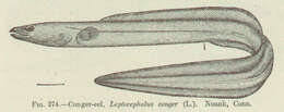 Image of Conger eel