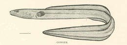 Image of Conger eel