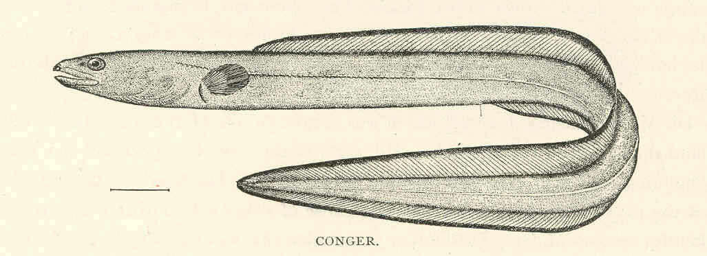 Image of Conger eel