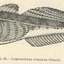 Image of Pacific Staghorn Sculpin