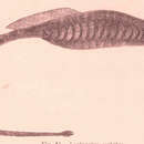 Image of Deep-bodied pipefish