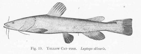 Image of North American catfishes