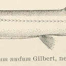Lestidium nudum Gilbert 1905 resmi