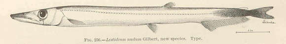 Image of Lestidium Gilbert 1905