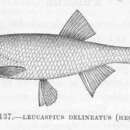 Слика од Leucaspius delineatus (Heckel 1843)