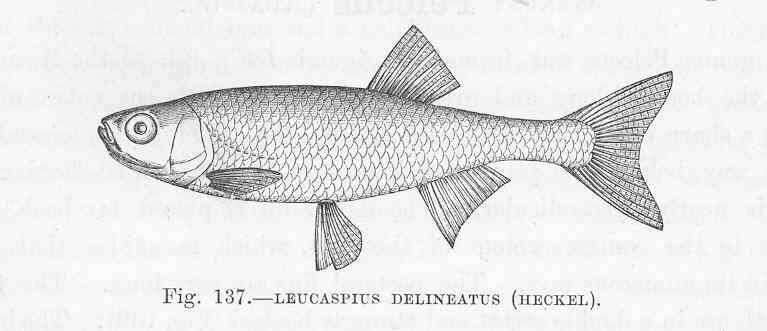 Image of Leucaspius