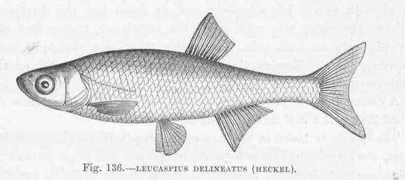 Image of Leucaspius