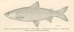 Image of whitefish