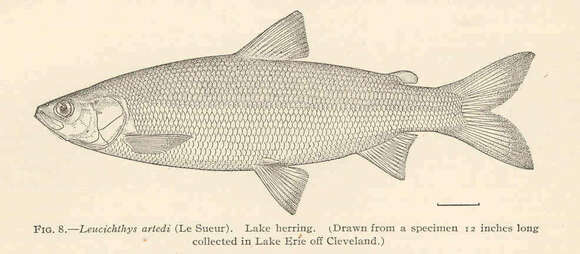 Image of whitefish