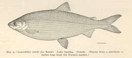 Image of whitefish