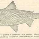 Image of <i>Leucichthys cyanopterus</i>