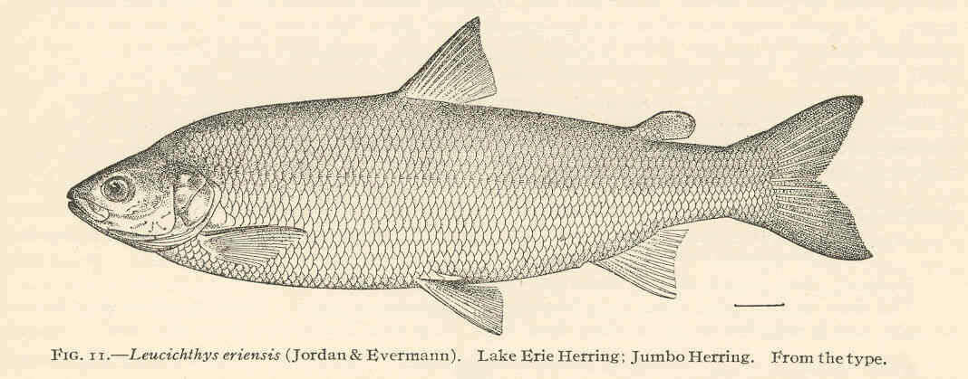 Image of whitefish