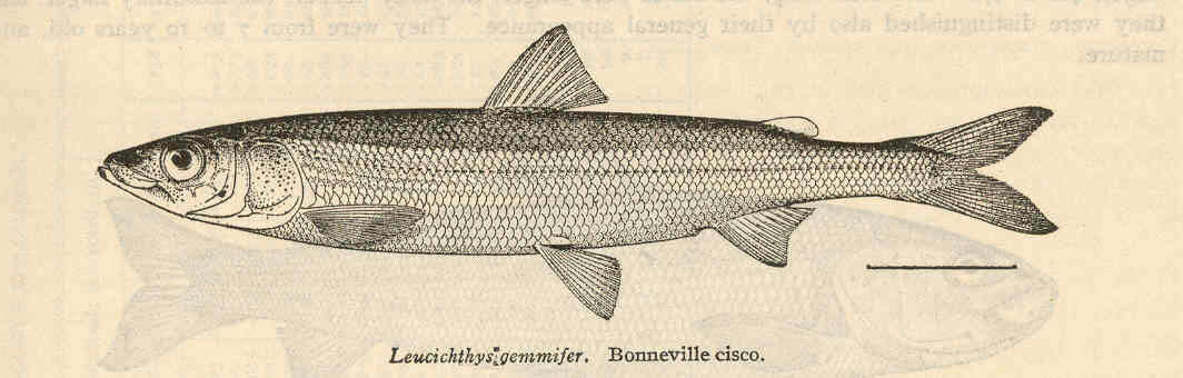 Image de Prosopium