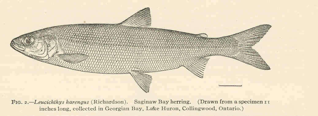 Image of whitefish