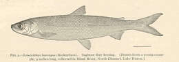 Image of whitefish