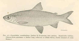 Image of whitefish