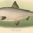 Coregonus nigripinnis (Milner 1874)的圖片