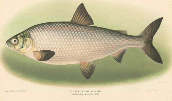 Image of Blackfin cisco