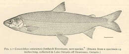 Image of whitefish