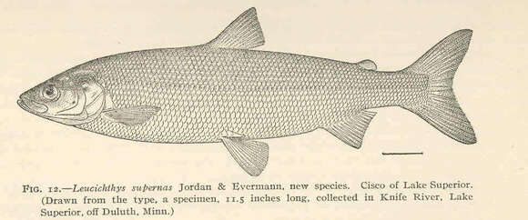 Image of whitefish