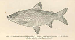 Image of whitefish