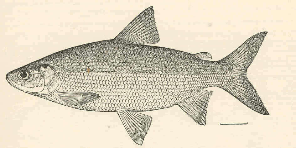 Image of whitefish