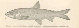 Image of whitefish