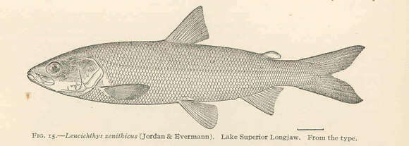 Image of whitefish