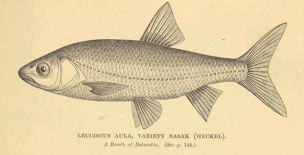 Image of Leuciscidae