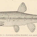 Image of Allegheny Pearl Dace
