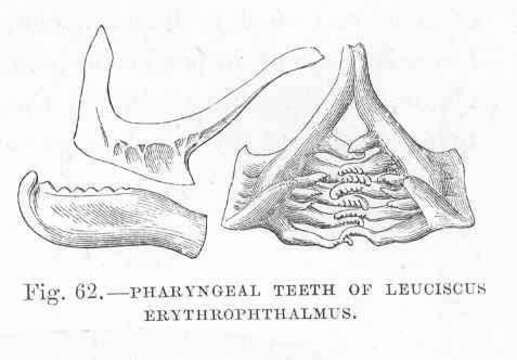 Image of Scardinius