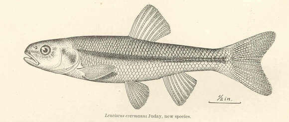 Image of <i>Leuciscus evermanni</i>