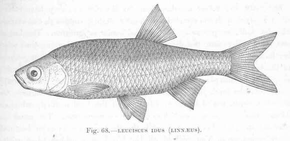 Image of Leuciscidae