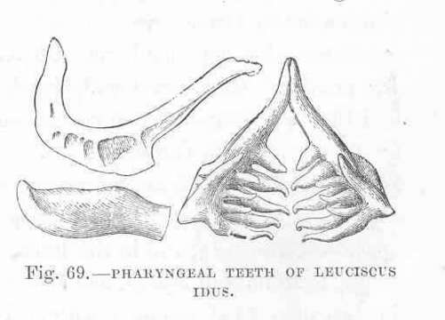 Image of Leuciscidae