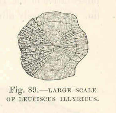 Image of Squalius