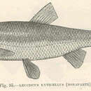 Image of Italian riffle dace