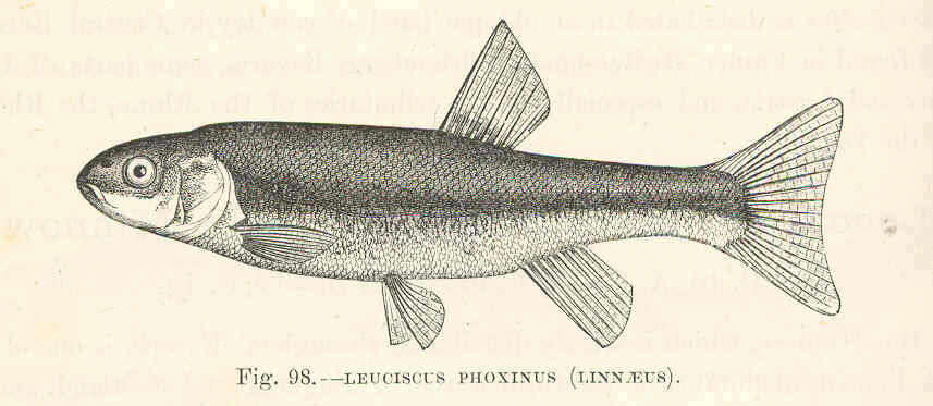 Image of Phoxinus