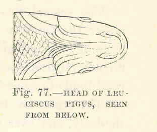 Image of Leuciscidae