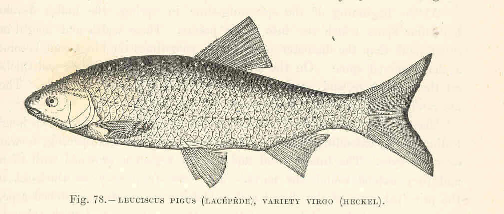 Image of Leuciscidae