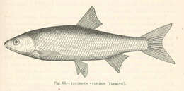 Image of Leuciscus