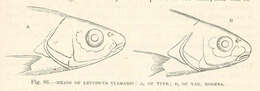 Image of Leuciscus