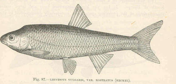 Image of Leuciscus