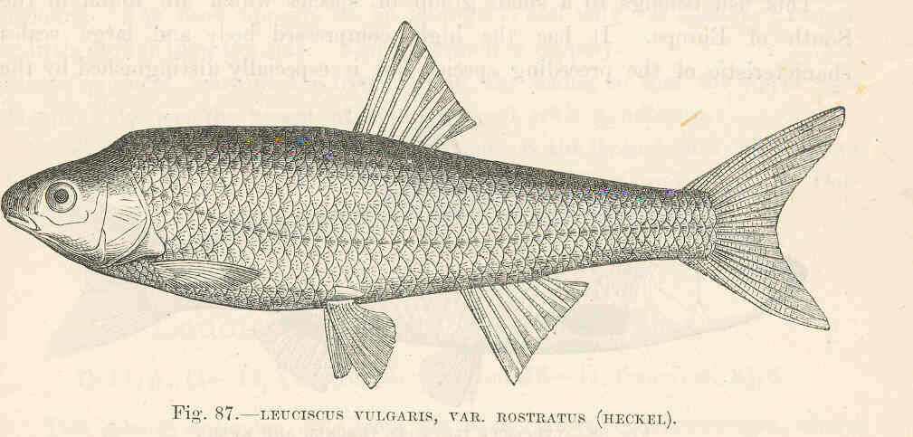 Image of Leuciscus