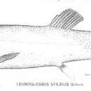 Image of Leuroglossus