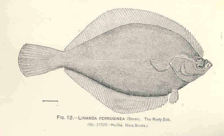 Plancia ëd Limanda